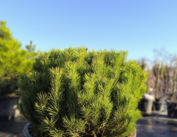 Borovica pyrenejská  70 - 100cm