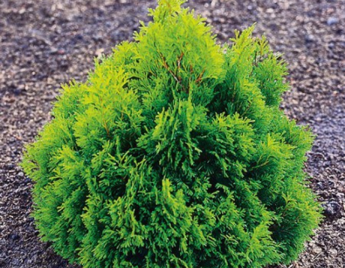 Tuja západná ´Miky´