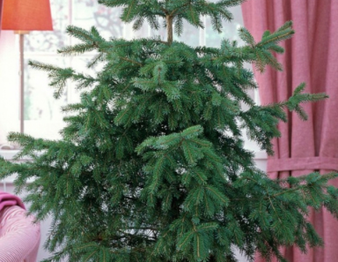 Smrek pančičov (Omorika) 80/100cm