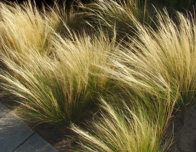 Kavyl ´Pony tails´