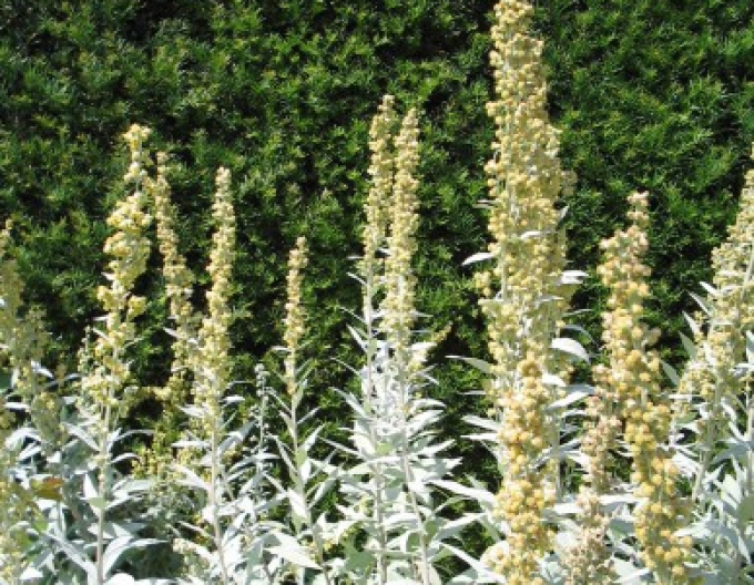 Palina ’Valerie Finnis’