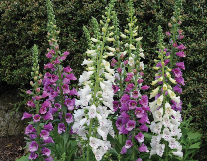 Náprstník ´Dalmatian Mix´