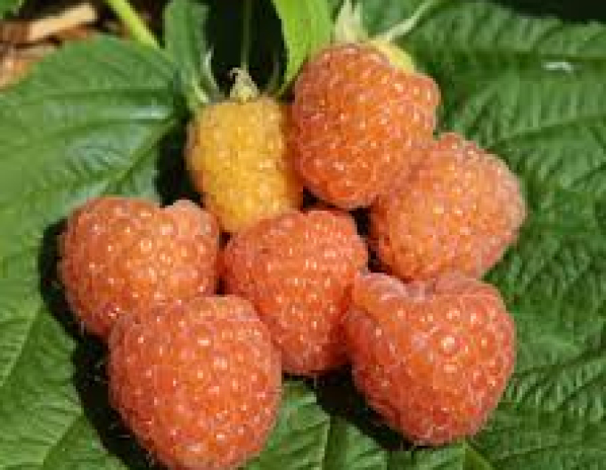 Malina žltá ´Valentina´ stálorodiaca