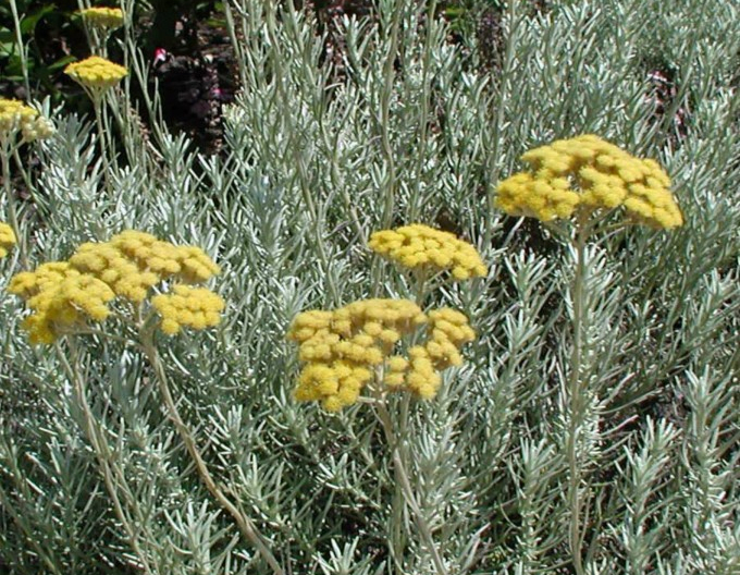 Slamiha úzkolistá "Kari"