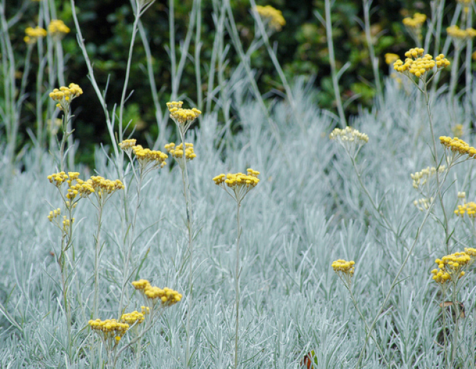 Slamiha úzkolistá "Kari"