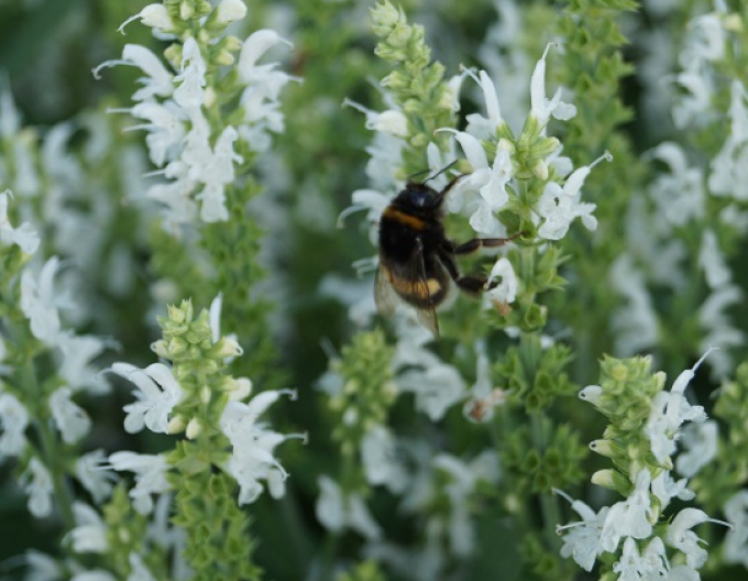 Šalvia hájna ´Schneehugel´