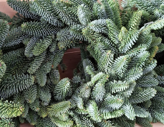 Veniec vianočný (Abies Nobilis) 45cm