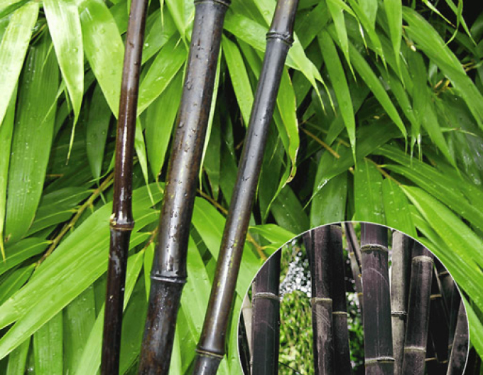Bambus ´Black Pearl´