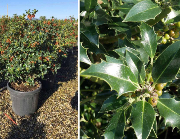 Cezmína ostrolistá ´Alaska´