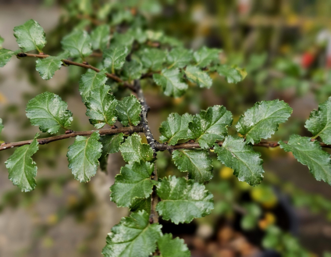 Pabuk antarktický - Nothofagus antarctica