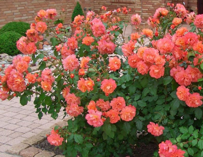 Ruža ´Westerland´