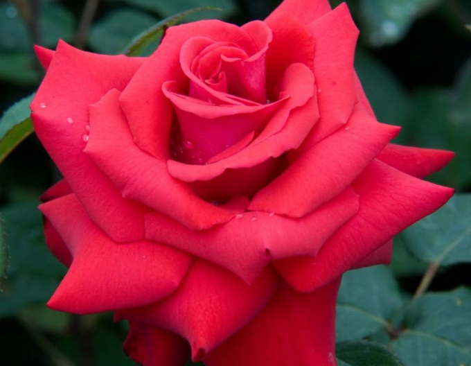 Ruža ´Grand Amore´