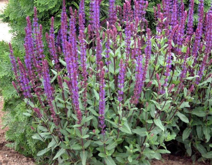 Šalvia hájna ´Caradonna´