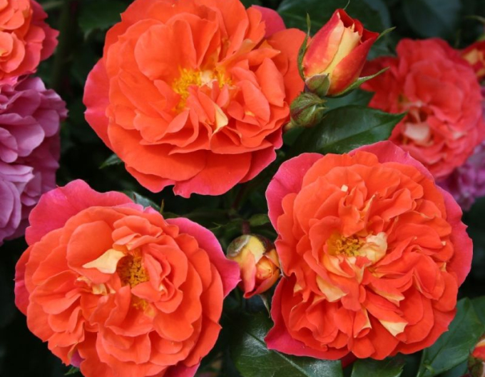 Ruža ´Gebrüder Grimm´