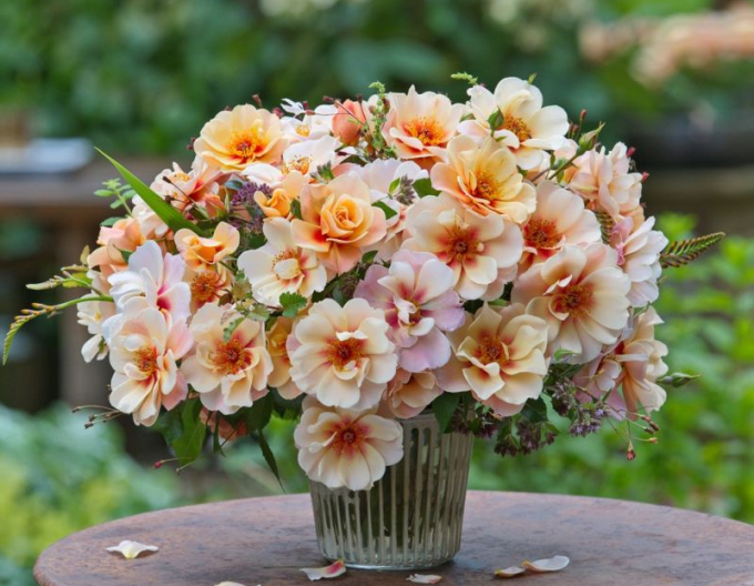 Ruža ´See You in Apricot´