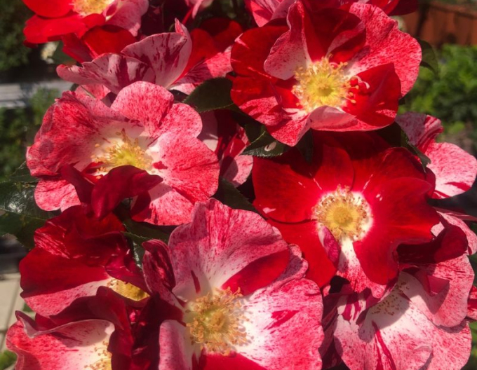 Ruža ´Simsalabim´