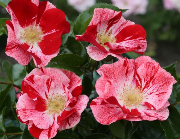 Ruža ´Simsalabim´