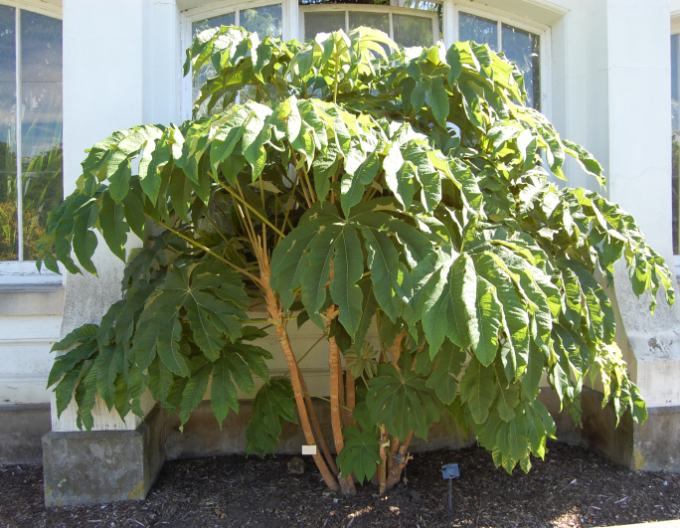 Aralia papierodárna ’Rex’