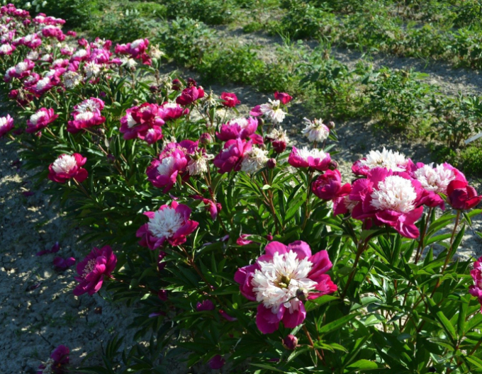 Pivonka čínska  ’White Cap’