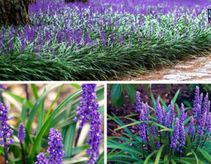 Liriopa modrincová ´Purple Passion´ 9x9