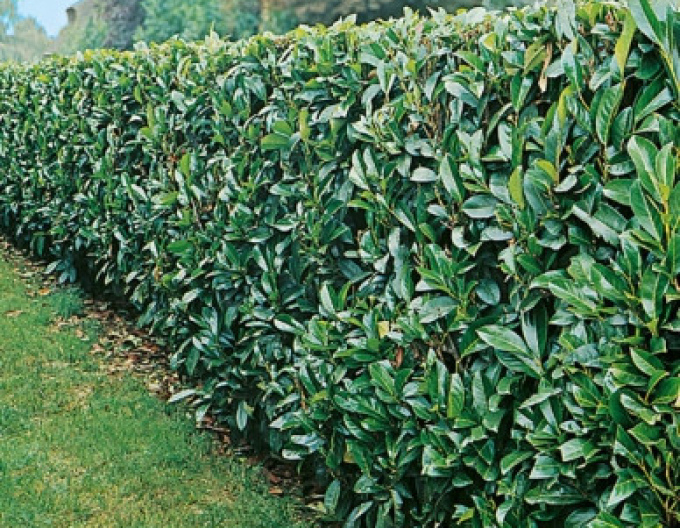 Vavrínovec lekársky ´Novita´ 3L