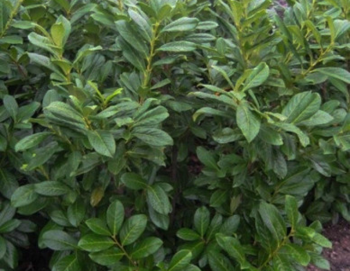 Vavrínovec lekársky ´Novita´ 3L