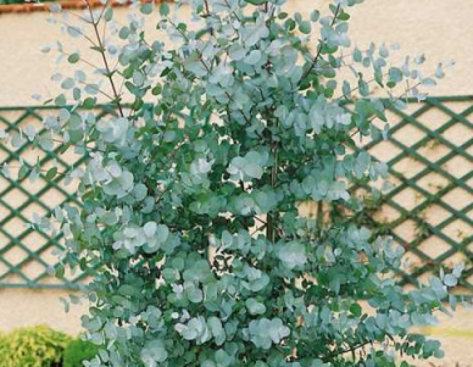 Eukalyptus ´Gunni´ 200 - 250cm