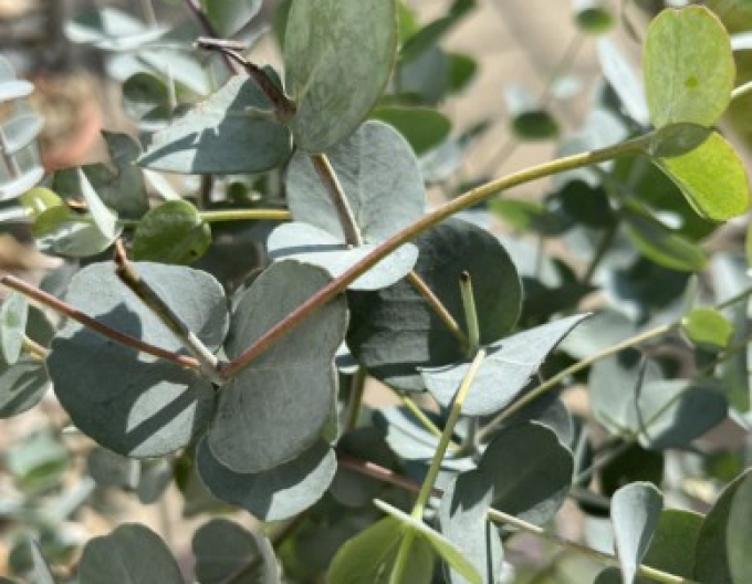 Eukalyptus ´Gunni´ 200 - 250cm