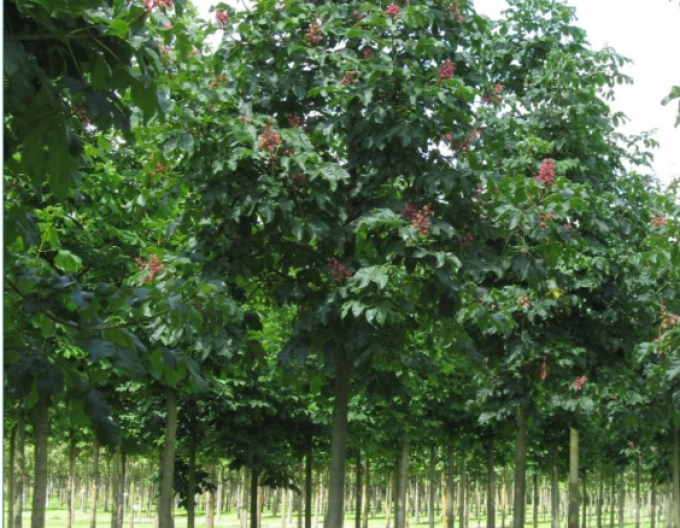 Pagaštan pleťový ´Briotii´