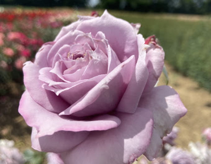 Ruža stromčeková ´INNOVA´