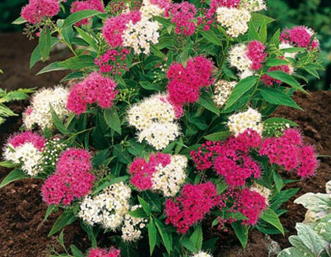 Tavoľník japonský Genpei