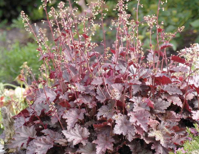 Heuchera ’Melting Fire’