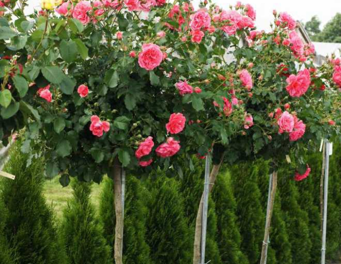 Ruža stromčeková ´Kimono´