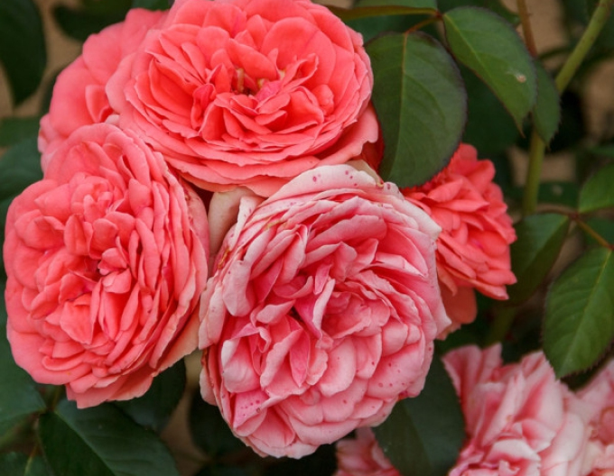 Ruža stromčeková ´Kimono´