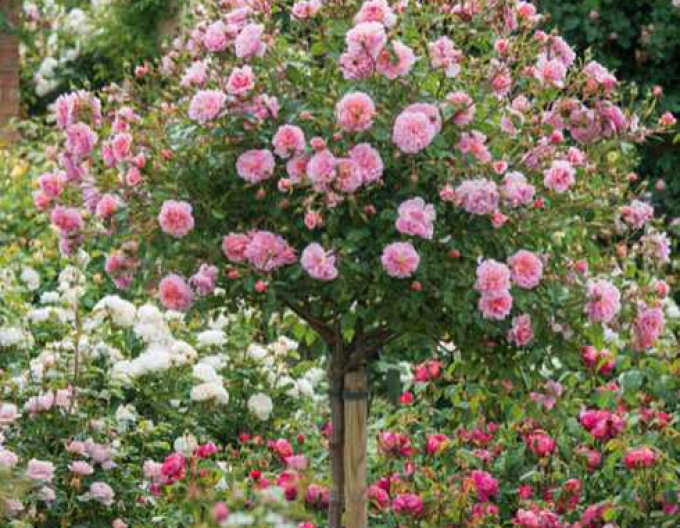 Ruža stromčeková "The Fairy"