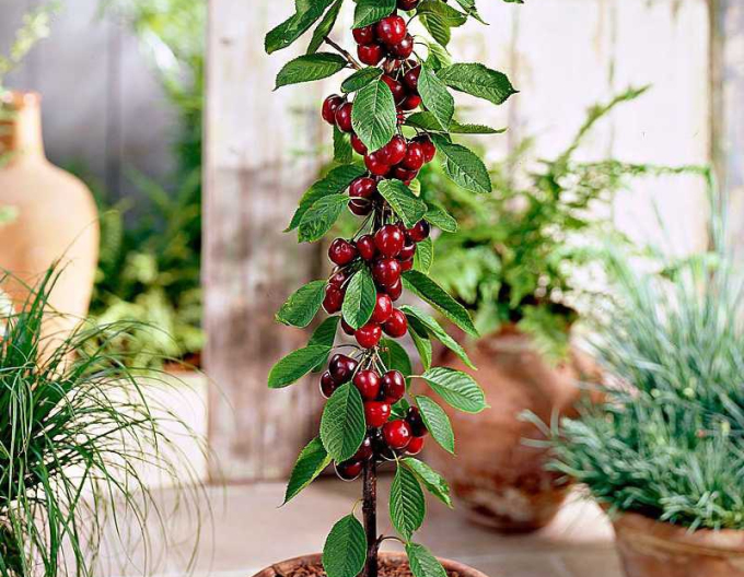 Čerešňa stĺpová ´Sylvia´, podp. Mahalebka, voľnok.