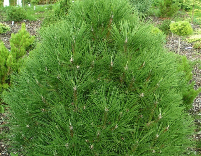 Borovica čierna ’ Spielberg ’