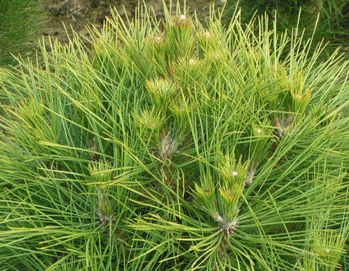 Borovica čierna ’ Spielberg ’