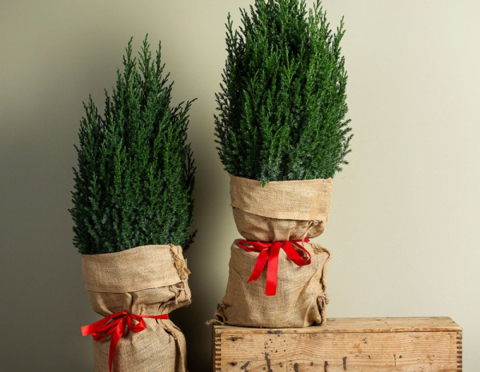 Borievka čínska ´Stricta´