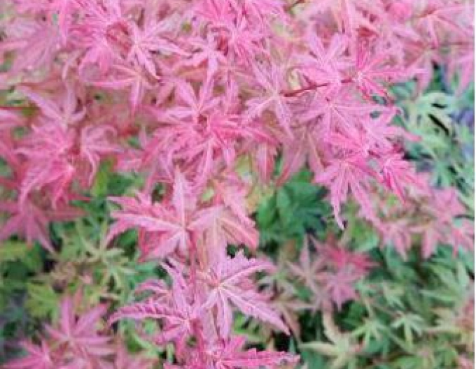 Javor dlaňovitolistý ´Butterscotch´