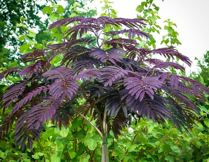 Albizia ružová ´Summer Chocolate´ 125 - 150cm