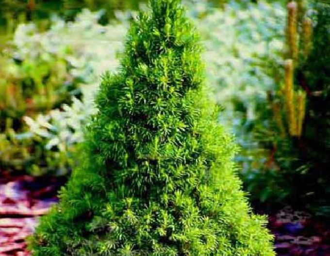 Smrek biely ´December´