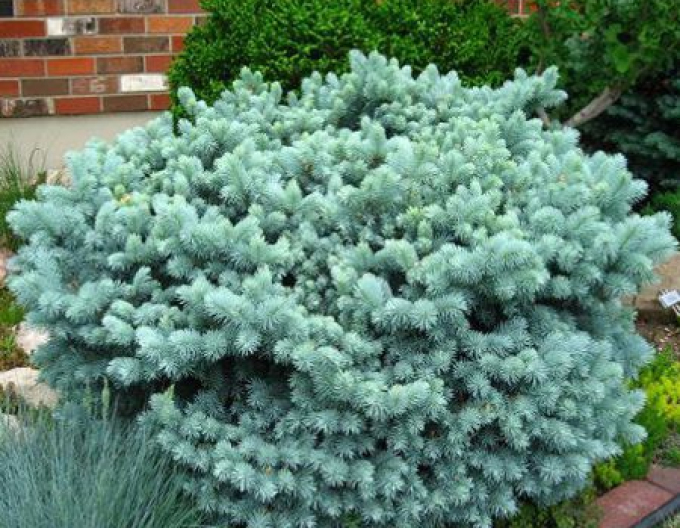 Smrek pichľavý ‘Glauca Globosa´