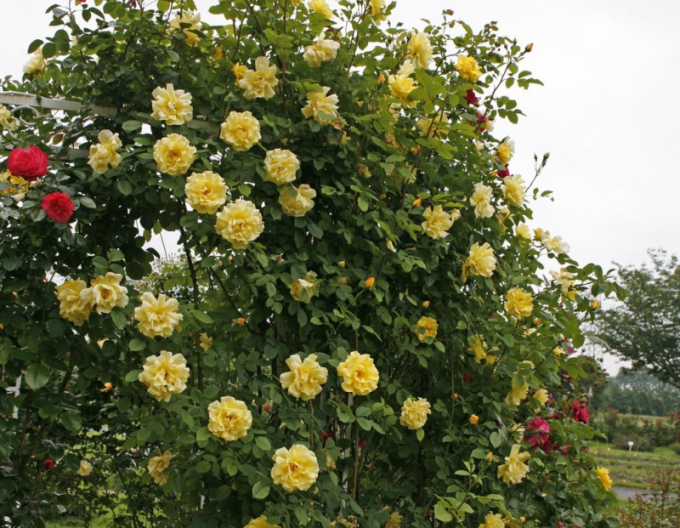 Ruža ´Golden Gate´