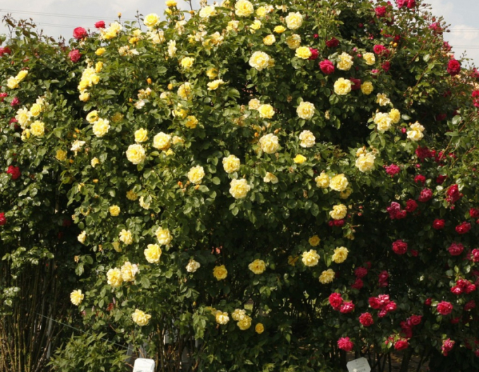 Ruža ´Golden Gate´