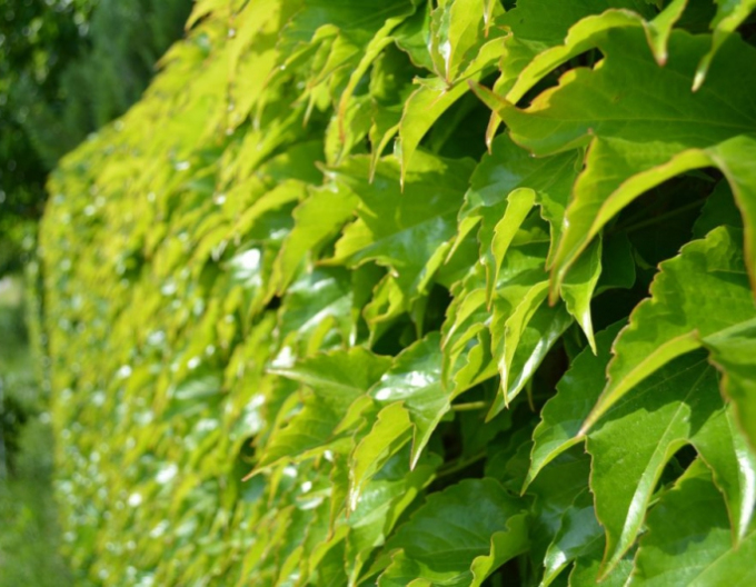 Pavinič trojlaločný ´Veitchii´