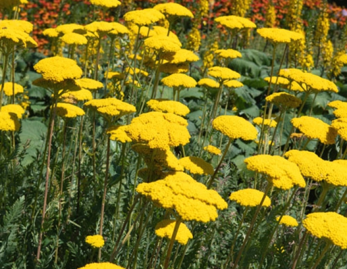 Rebríček ´Cloth of Gold´