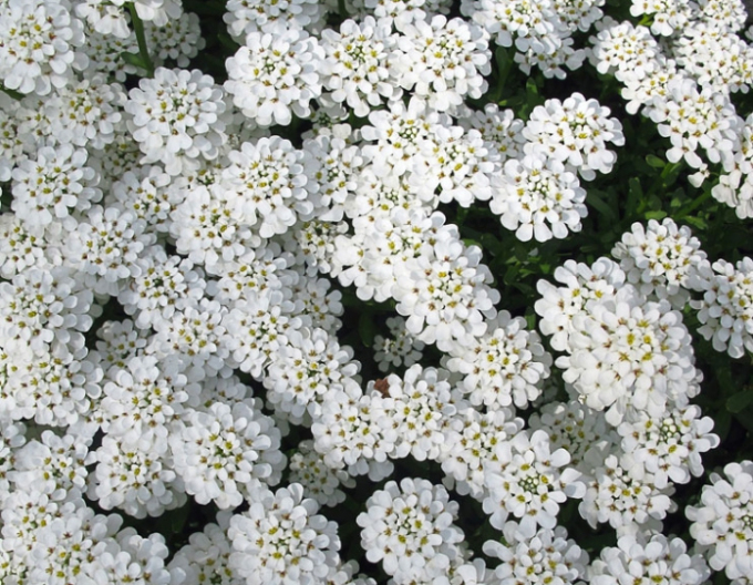 Iberka vždyzelená ´Tahoe´