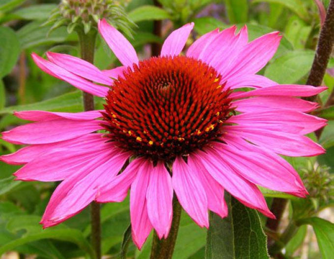 Echinacea purpurea ’Magnus’