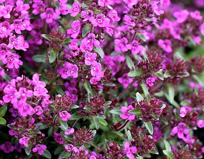 Materina dúška ´Red Carpet´